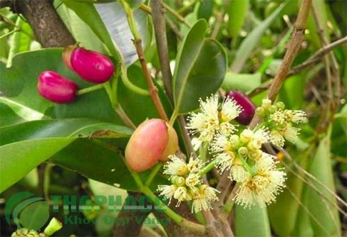 Mọi người cùng đi tìm câu trả lời: Lá vối trị bệnh gì