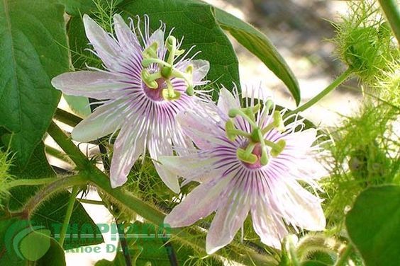 Y nghĩa hoa lạc tiên mà Misshoa chúng tôi chia sẽ dưới đây hy vọng sẽ giúp quý các bạn hiểu thêm về loài cây này, Nào hãy tìm hiểu về ý nghĩa và công dụng của loại cây hoa này trong bài viết này nhé.!