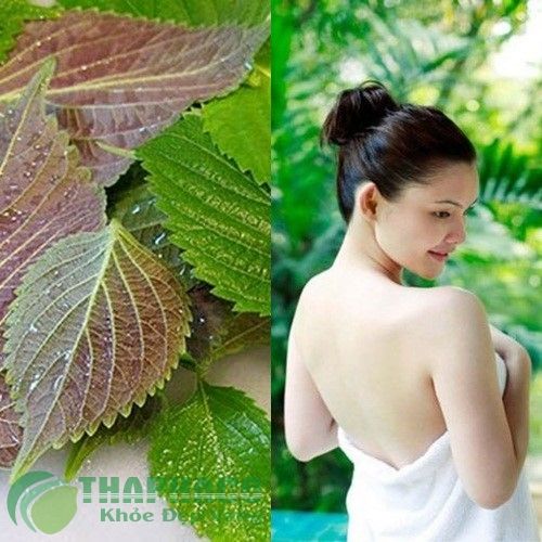 Bạn có biết 4 cách làm trắng da mặt bằng lá tía tô cực kỳ hiệu quả chưa ?