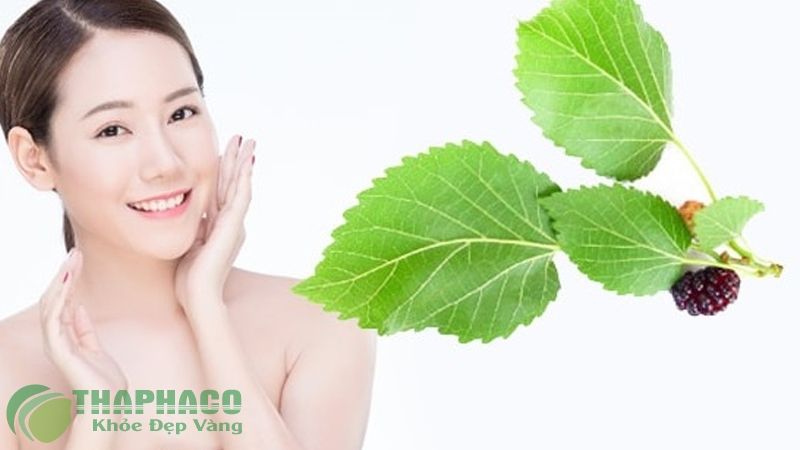 CÔNG DỤNG BỘT LÁ DÂU TẰM VỚI DA MẶT CÓ THỂ BẠN CHƯA BIẾT - Công Ty TNHH MADY