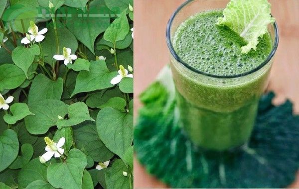 Bột Diếp Cá 100G - Khải San Food