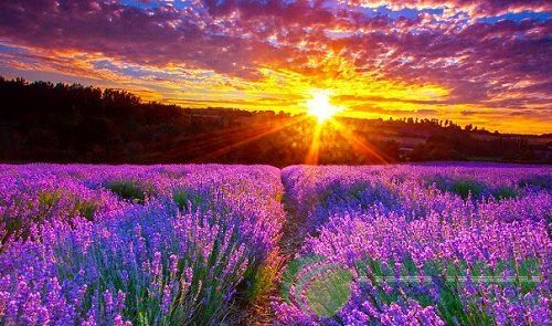 Oải Hương – Lavender – Tinh dầu Hải Đăng – Vĩnh Yên, Vĩnh Phúc