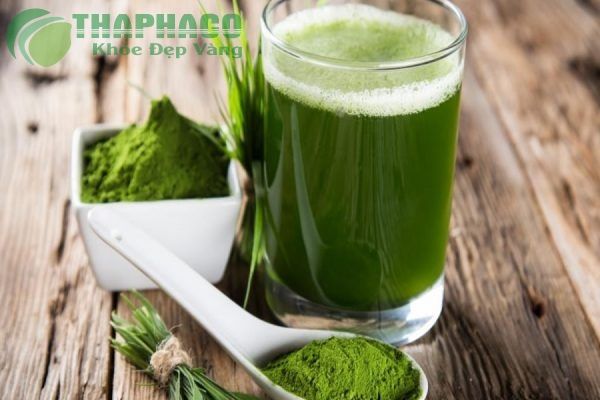 Bột chùm ngây - Giá bán bột chùm ngây - Bách thảo sảnh