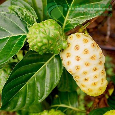 Aiden Gardens Fruit Live Plant- Sweet Rare