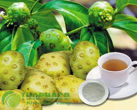 Bột Trái Nhàu - VĨNH TIẾN ĐÀ LẠT: tháng mười hai 2015