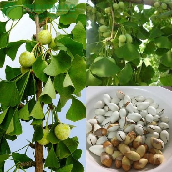 Bạch quả với tác dụng của quả ngân hạnh cùng cách dùng điều trị bệnh
