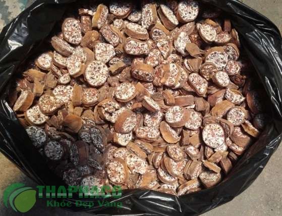 Chuối hột rừng điều trị sỏi thận, giảm đau nhức xương khớp