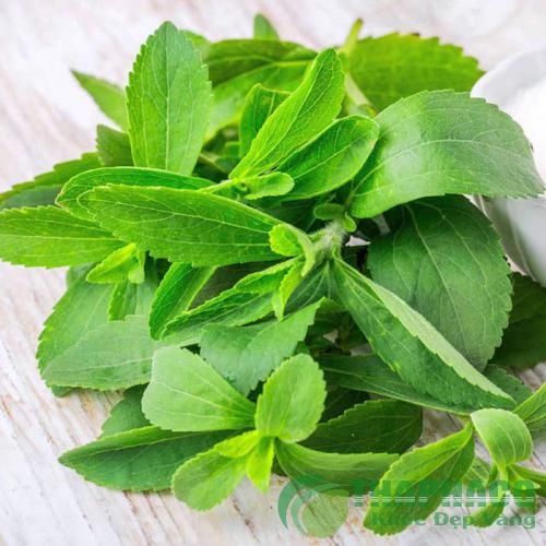 Cách sử dụng cây cỏ ngọt để chăm sóc sức khỏe và làm đẹp