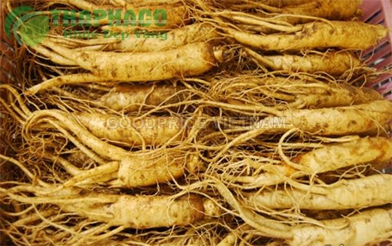 Đẳng Sâm - Thuốc Hay Chọn Lọc Thông Tin Bổ Ích