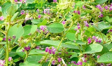 Các loại cây thuốc nam có thể chữa sỏi đường tiết niệu