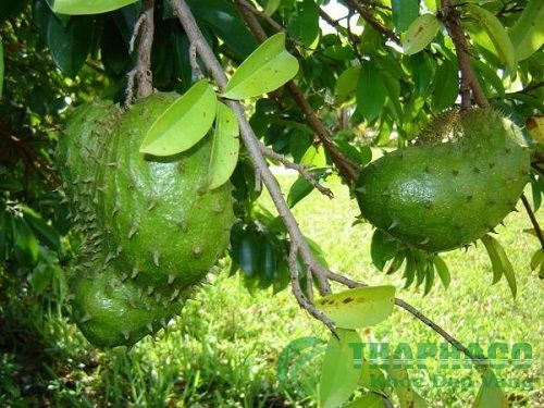lá mãng cầu xiêm | công dụng của lá mãng cầu xiêm