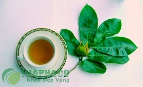 Lá mãng cầu xiêm: 'Thần dược' chữa ung thư tốt gấp nghìn lần hóa trị | Báo  dân sinh
