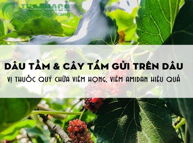 Cây dâu và tang ký sinh, thuốc quý chữa viêm họng, viêm amidan