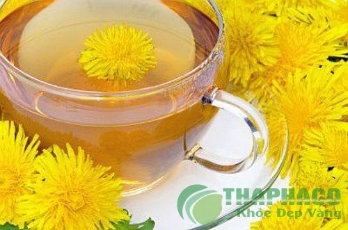 Bồ công anh - thuốc thanh nhiệt giải độc, lợi thấp