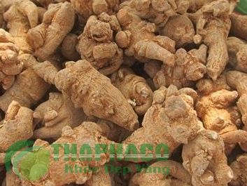 Tam thất bắc vị thuốc quý như vàng với tác dụng bồi bổ cơ thể thần