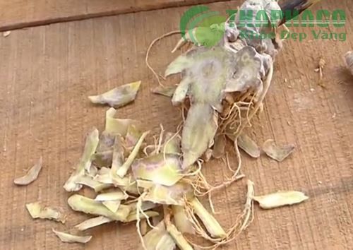 Tìm hiểu về cách chế biến và uống củ tam thất công hiệu nhất