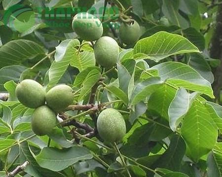 Bán giống cây óc chó (giao hàng toàn quốc)