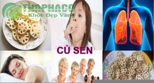 Công dụng của củ sen