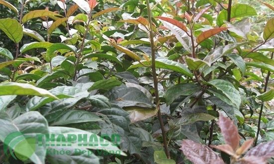 1 Cây xạ đen tươi