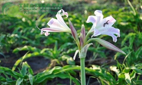 Cây trinh nữ hoàng cung tươi