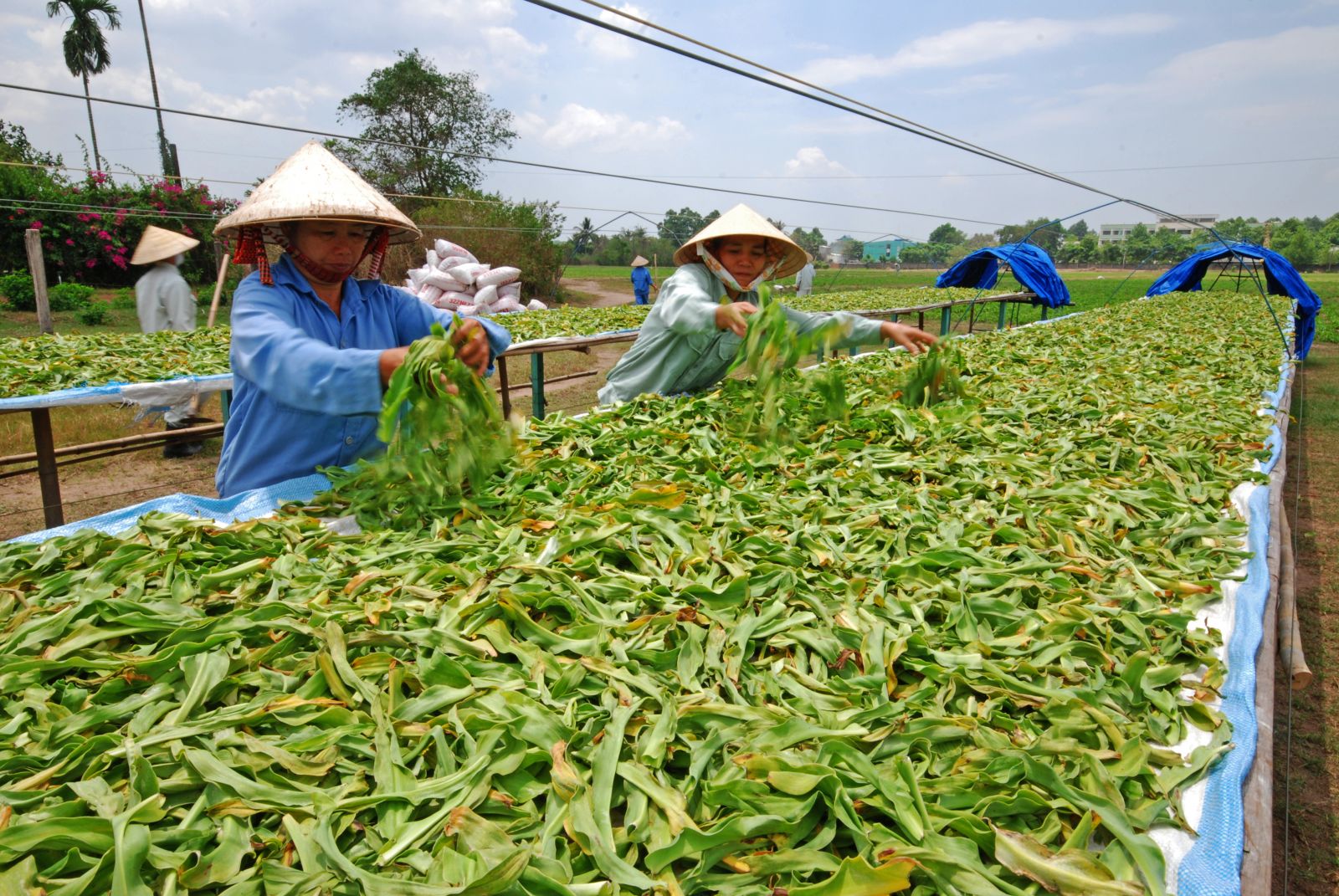 Quy trình thu hoạch trinh nữ hoàng cung