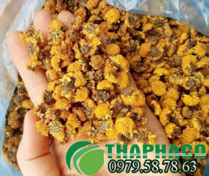 Địa Chỉ Bán Sỉ Cúc Hoa Vàng Tại TP.HCM