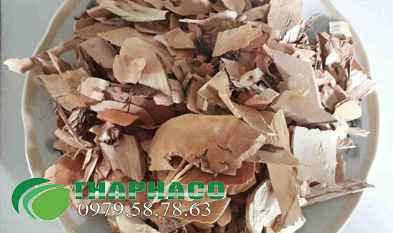 Giá sỉ cây muối sấy khô tại THAPHACO