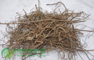 cây xấu hổ