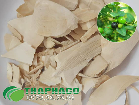 chỗ bán sỉ gai tầm xoọng - gai tầm xoang tại TP.HCM