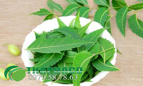 la neem tươi