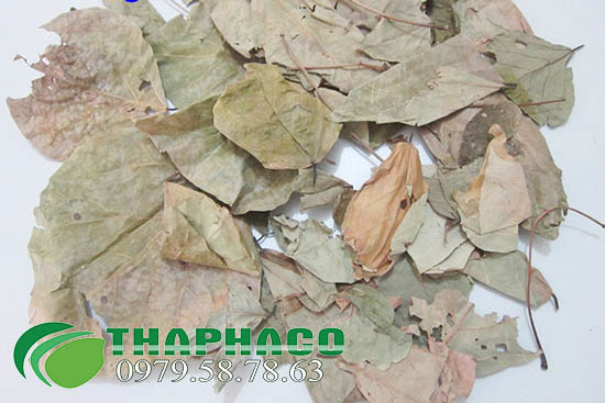 Mua sỉ lá vông khô tại TP.HCM ở THAPHACO