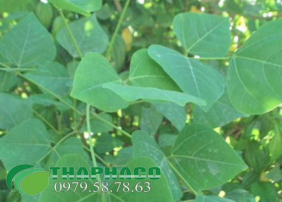 Địa chỉ bán sỉ lá vông tại TP.HCM uy tín ở đâu ?
