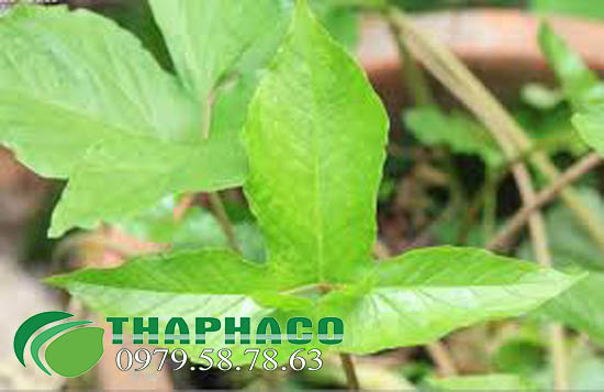 Cây Bán Hạ Tươi Của THAPHACO