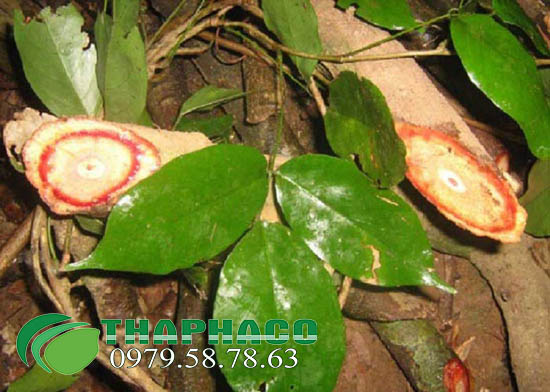 Bán Sỉ Cỏ Máu Tại TP.HCM