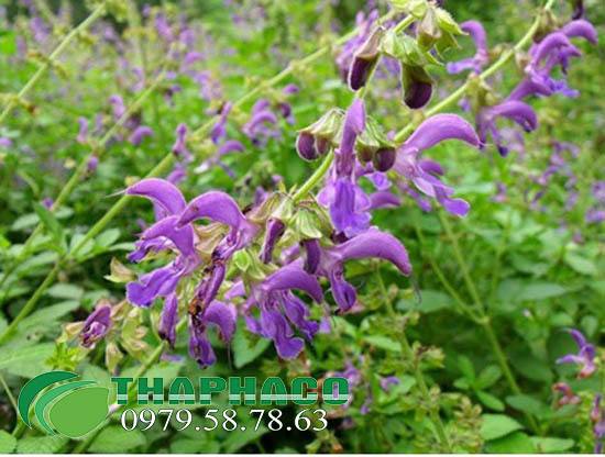 cây đang sâm tại TP.HCM