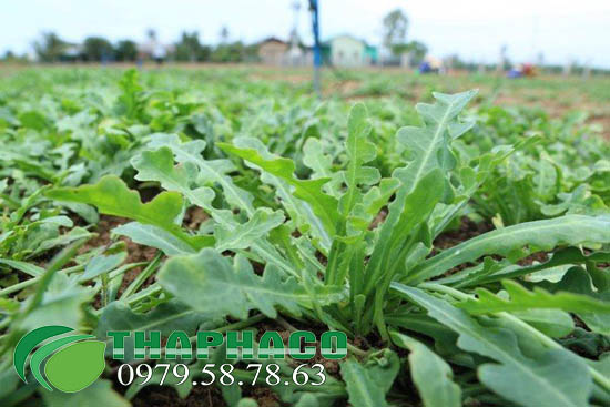 Đan sâm tại THAPHACO