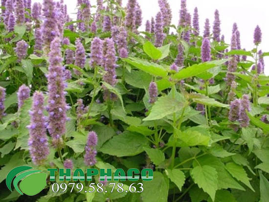 Hoắc Hương Tươi THAPHACO