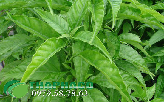 Cây Hoàn Ngọc Tươi Tại TP.HCM