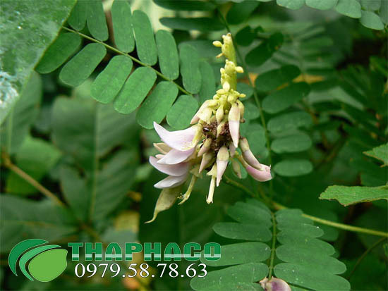 Kê Cốt Thảo Tươi THAPHACO