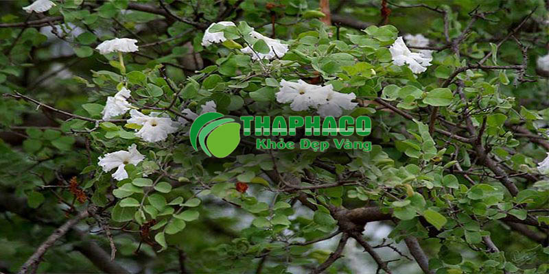 Cây Quao Tại THAPHACO