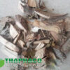 Cây Quao Tại TP.HCM