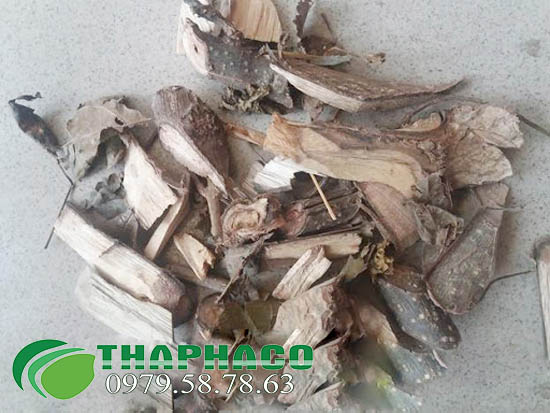 Cây Quao Tại TP.HCM