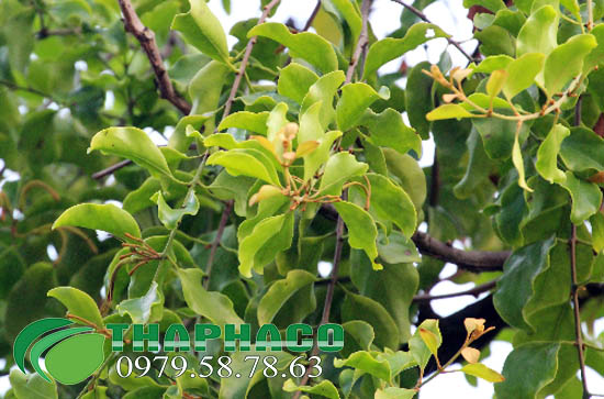 tầm gửi ngái tươi