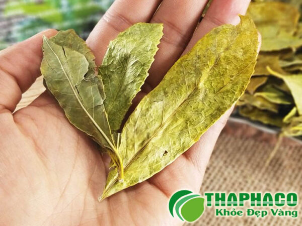 Chè dung vàng tại THAPHACO