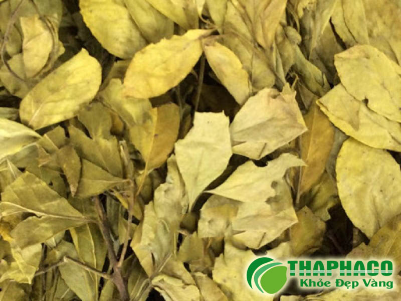 Chè dung vàng tại THAPHACO