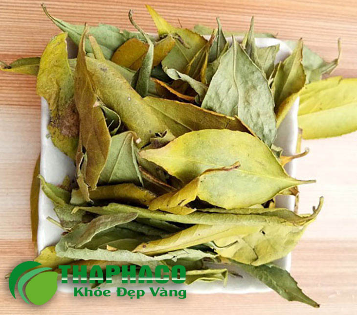 Chè dung vàng tại THAPHACO