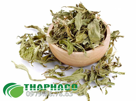 Mua sỉ lá cỏ ngọt tại TP.HCM ở THAPHACO