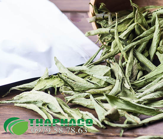 Đơn vị bán sỉ lá cỏ ngọt tại TP.HCM ở đâu ?