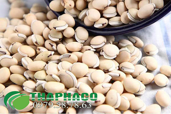 Đậu ván trắng tại THAPHACO