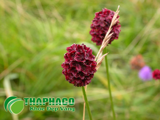 Địa đu tươi tại THAPHACO